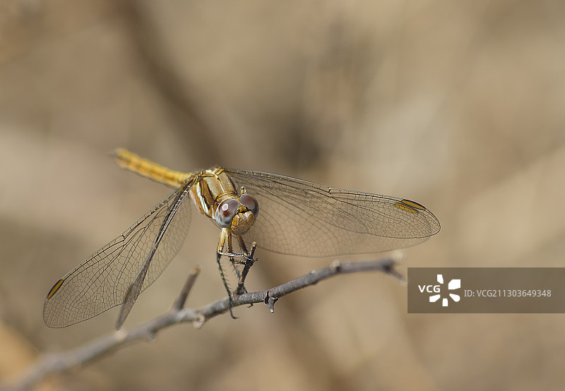蜻蜓在小枝上的特写图片素材
