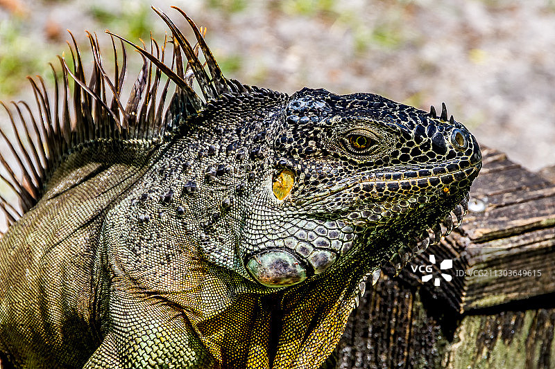 美国佛罗里达州劳德代尔堡木头上的鬣蜥特写图片素材