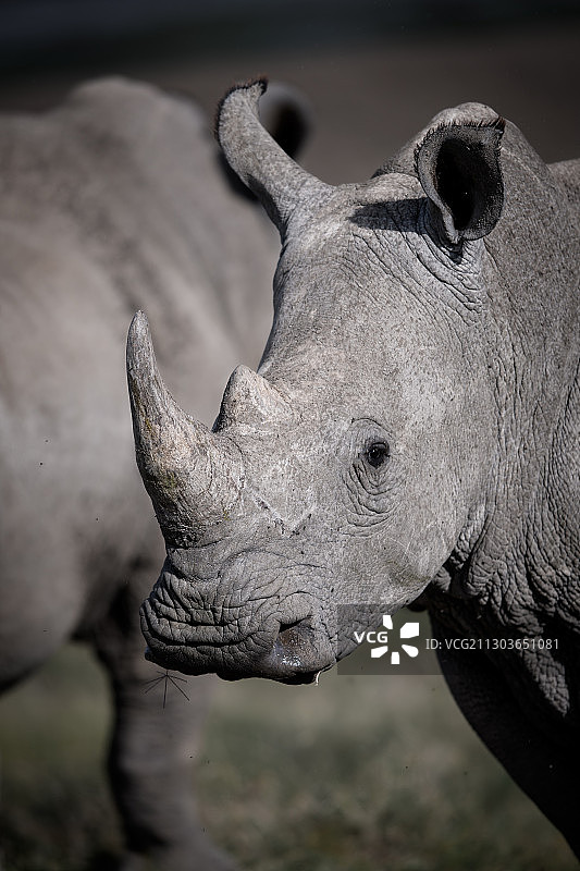 犀牛站立侧面照，肯尼亚纳纽基奥尔佩杰塔保护区图片素材