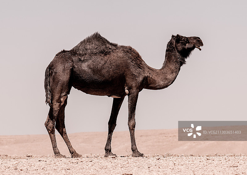 骆驼站在沙特阿拉伯利雅得省沙漠中的侧视图图片素材