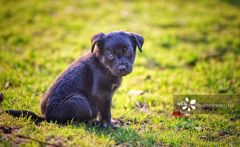 坐在草地上的小狗肖像图片素材