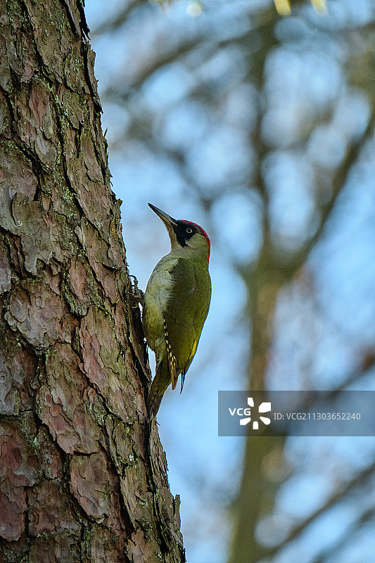 树上的白色鸟巢，德国凯泽斯劳滕图片素材