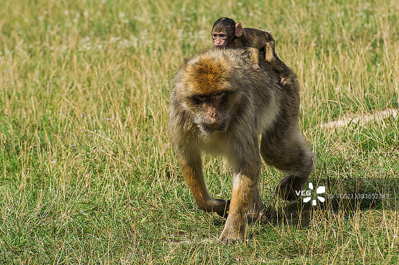 日本猕猴图片素材