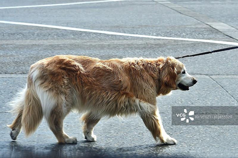 狗狗在加拿大艾伯塔省班夫的道路上行走的侧面照图片素材