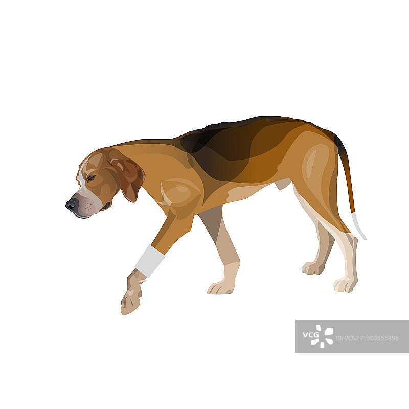 爪子包扎的跛脚狗图片素材