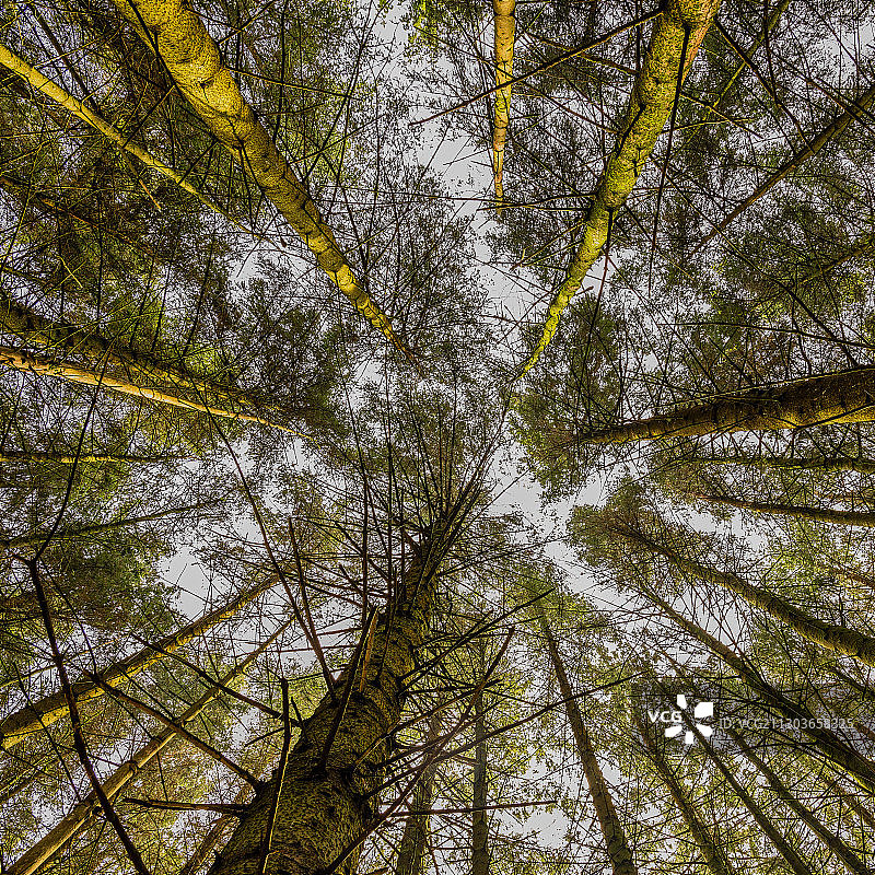 仰视角度拍摄的英国威尔士伊斯垂德费尔特树木图片素材