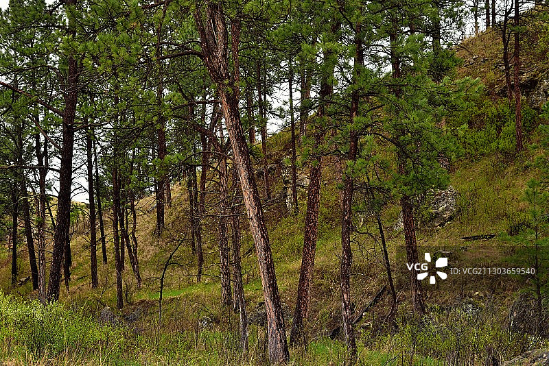 美国森林中的树木图片素材