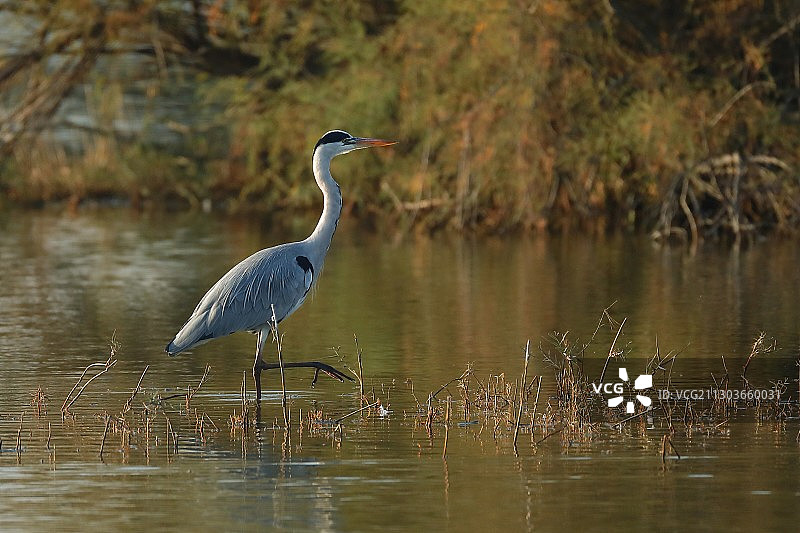 意大利拉齐奥奥斯蒂亚丽都的苍鹭图片素材