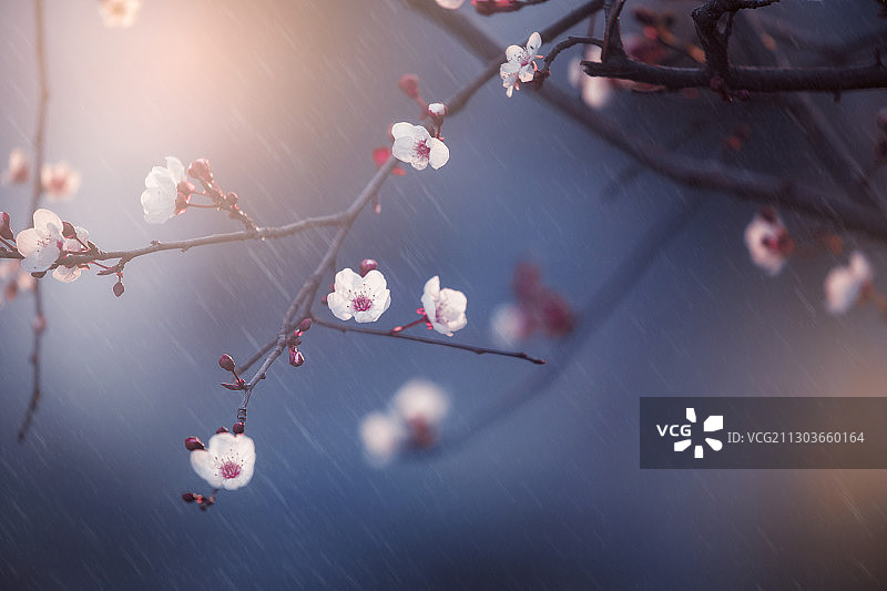 细雨润物 节气雨水图片素材