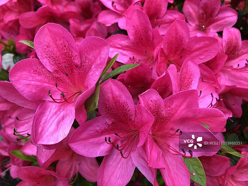 粉色植物特写，高贵林港，不列颠哥伦比亚省，加拿大图片素材
