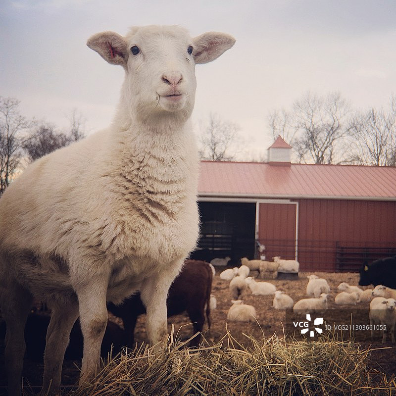 羊站在田野上的肖像，纽约州塔里敦，美国图片素材