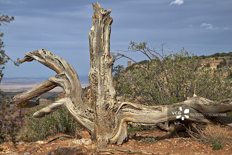 亚利桑那州莫哈维县的漂流木景观图片素材