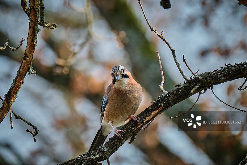 德国凯泽斯劳滕鸟栖枝头特写图片素材