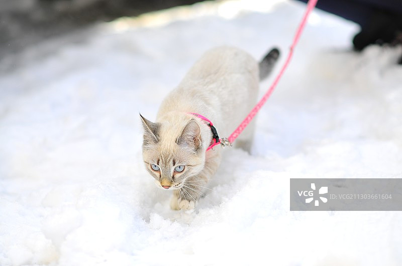 高角度拍摄：雪地里的猫图片素材
