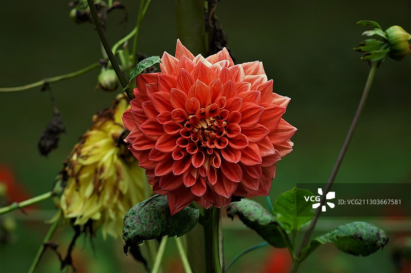 红色大丽花特写，印度卡塔迪马塔姆图片素材