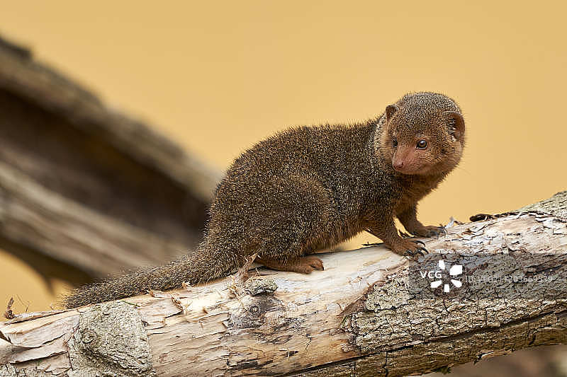 树干上松鼠的特写图片素材