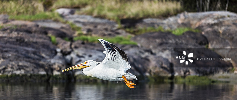 加拿大的基诺拉飞越湖面的鸟类特写图片素材