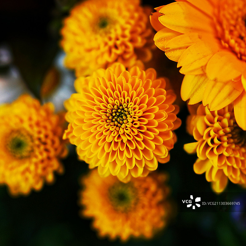 黄色万寿菊花朵特写图片素材