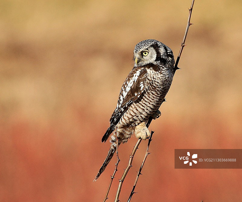 鸟栖息在树枝上的特写图片素材