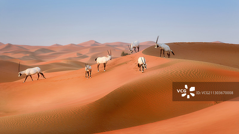 阿拉伯联合酋长国沙漠风光图片素材