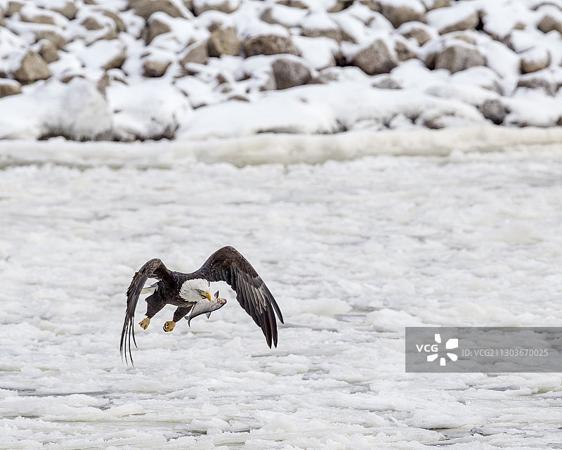 美国爱荷华州贝滕多夫海上飞鸟特写图片素材