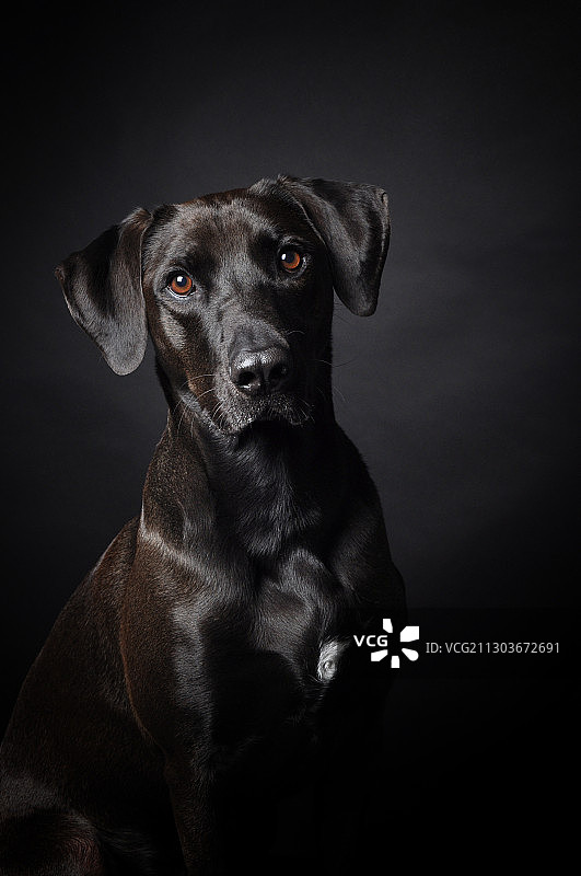 葡萄牙阿尔沃尔的黑狗肖像，黑色背景图片素材