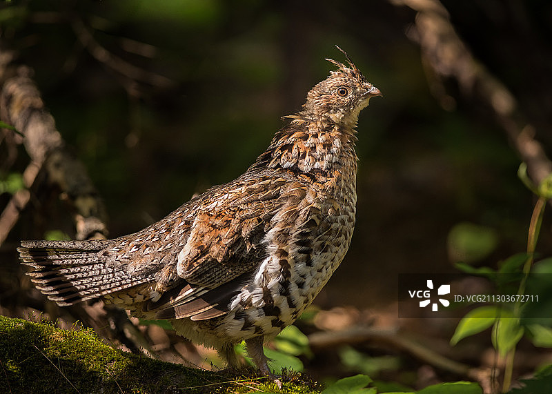 加拿大魁北克省栖息在树枝上的鸟类特写图片素材