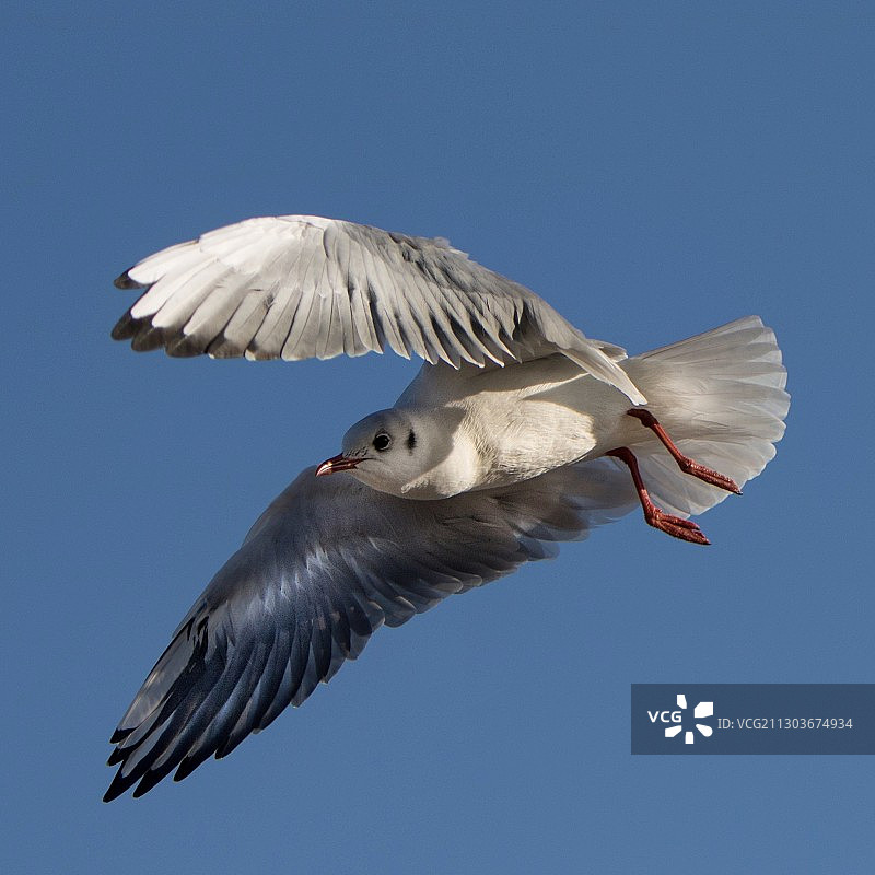 海鸥飞翔的低角度视图，波莫瑞，波兰图片素材