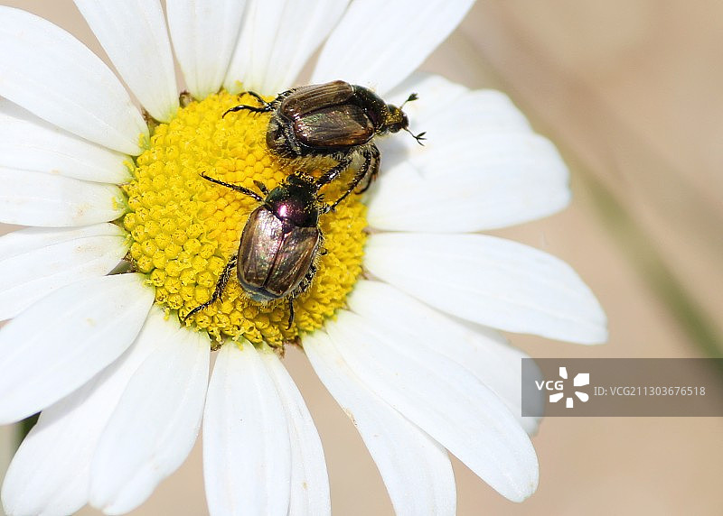 蜜蜂在白色花朵上采蜜特写，印度北阿坎德邦卡普罗利图片素材