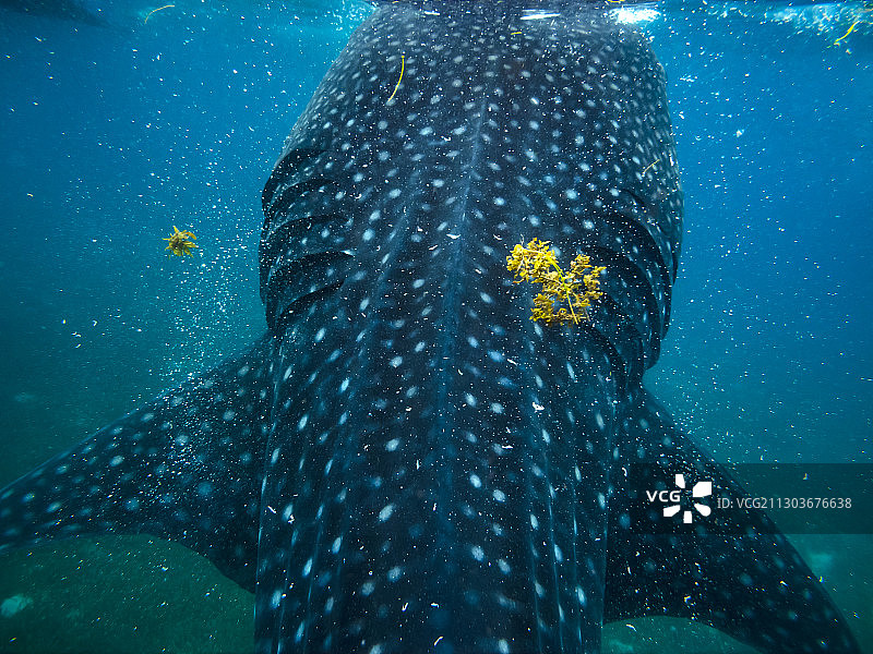 亚洲，东南亚，菲律宾，宿务，鲸鲨保护区图片素材