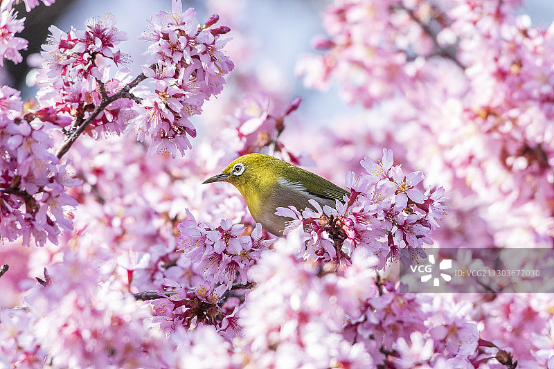栖息在樱花上的鸟类特写图片素材