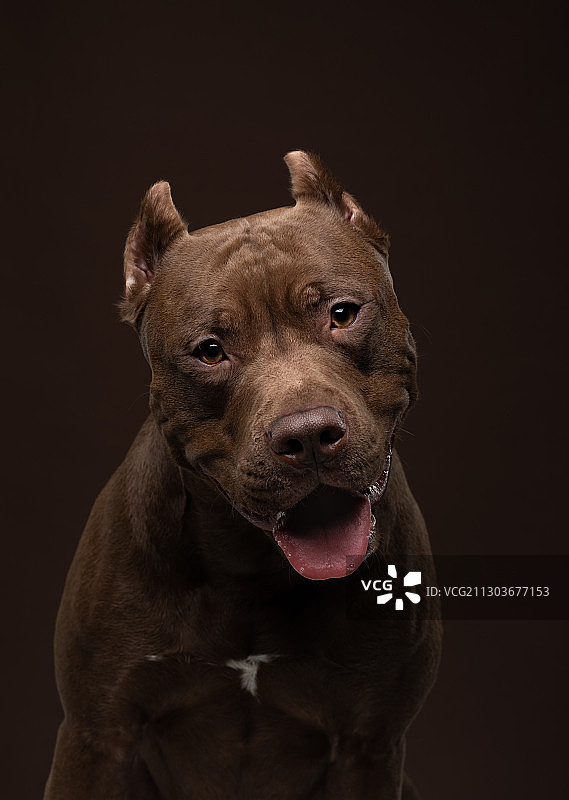 黑色背景下的狗的特写图片素材