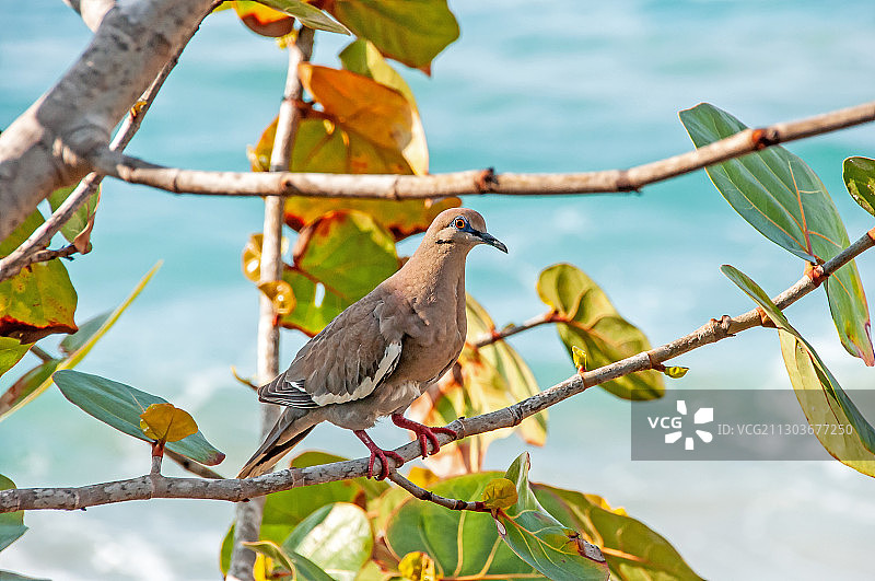 低角度拍摄的多米尼加共和国银港树上的鸟图片素材