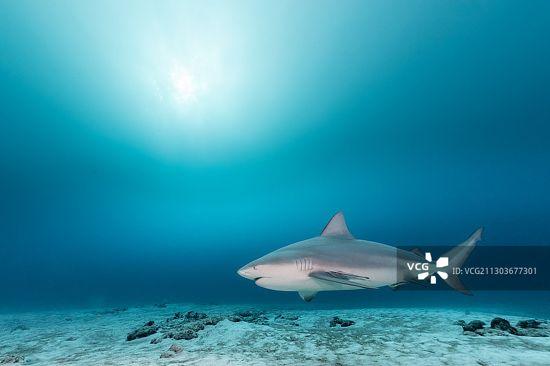 在墨西哥金塔纳罗奥州卡门海滩游泳的鱼的特写图片素材