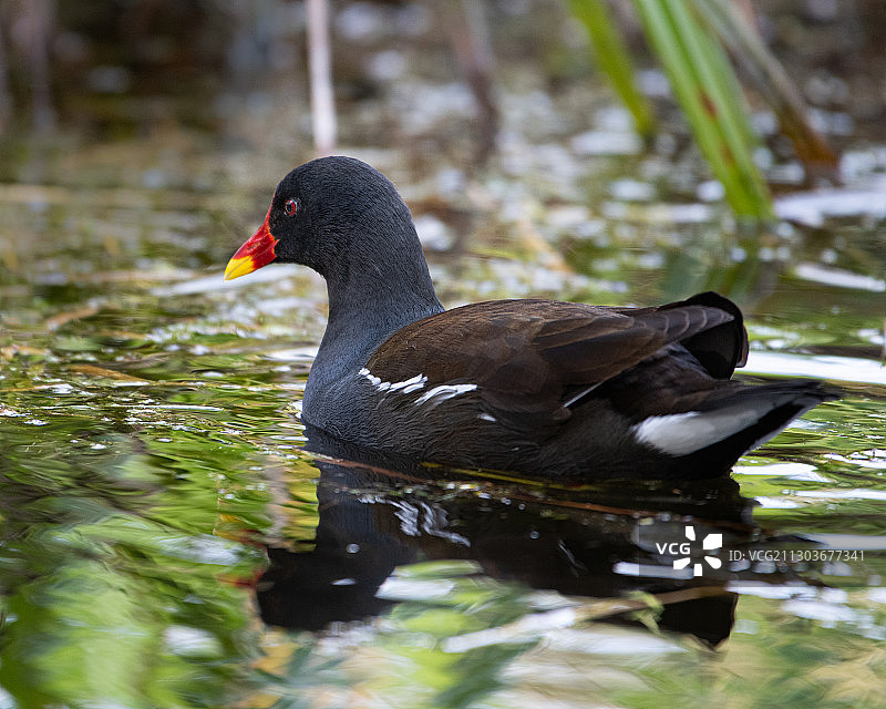 爱尔兰国家植物园中游泳的鸭子特写图片素材