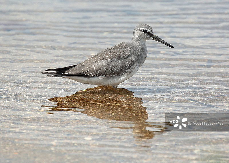 俄罗斯滨海边疆区：栖息在海滩岸边的鸟类特写图片素材