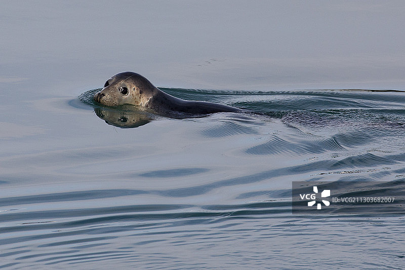 海豹在海中游泳的特写图片素材