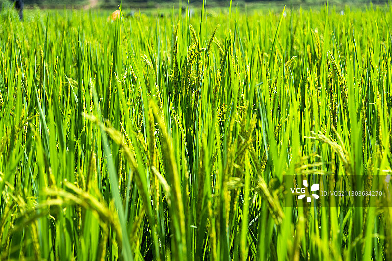 户外农村田野环境图片素材