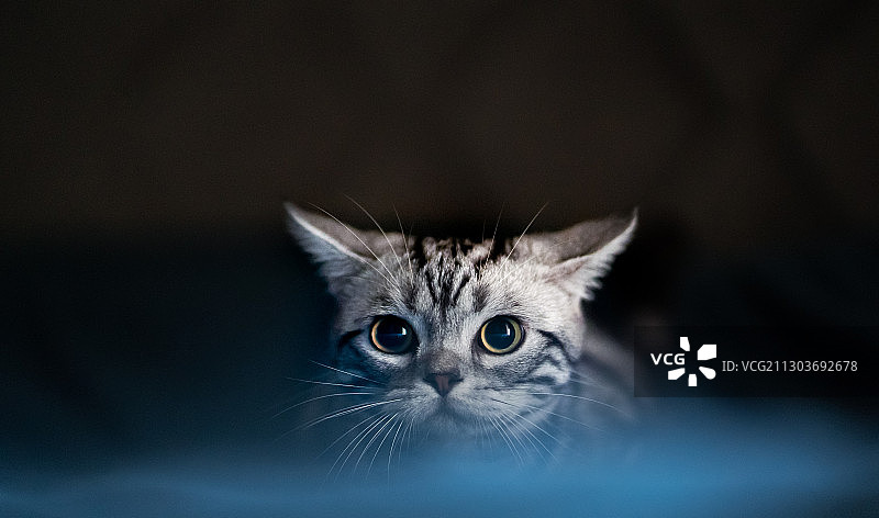 飞机耳的美国短毛猫图片素材