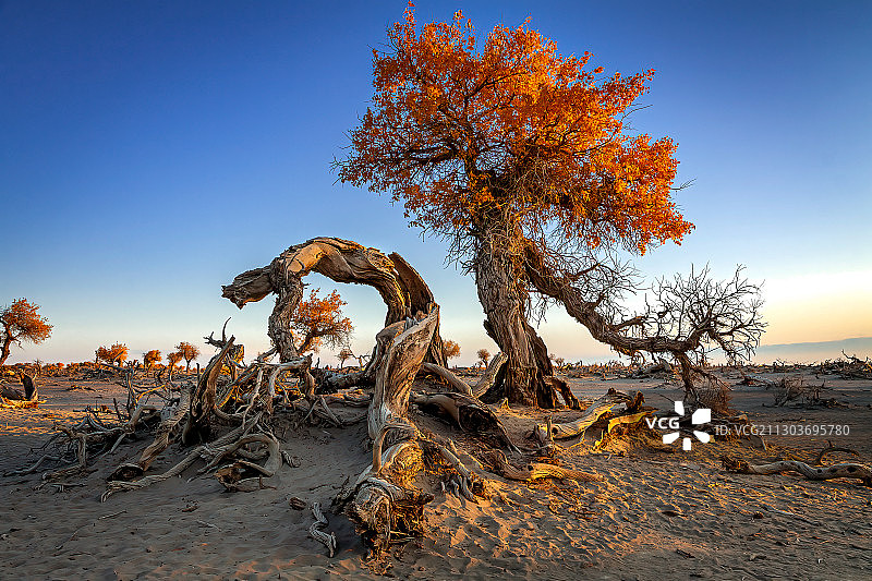 远方的胡杨图片素材