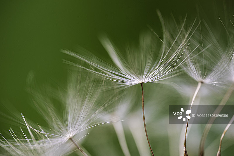 蒲公英图片素材