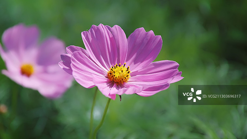 格桑花图片素材