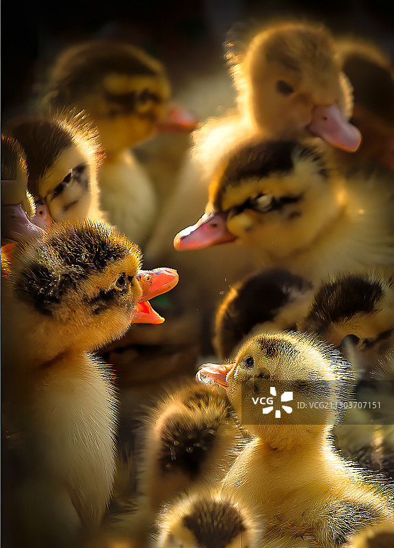 丑小鸭图片素材