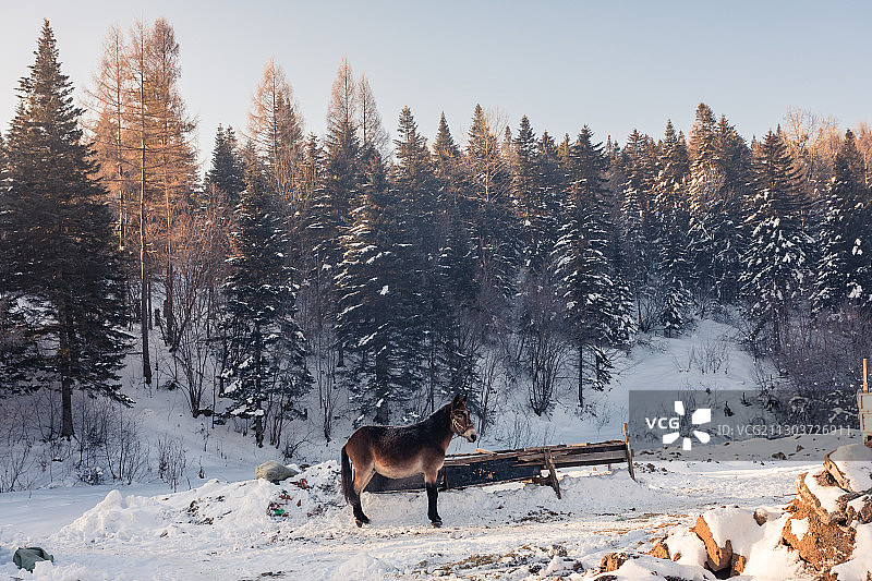 黑龙江牡丹江市中国雪乡早晨风景图片素材