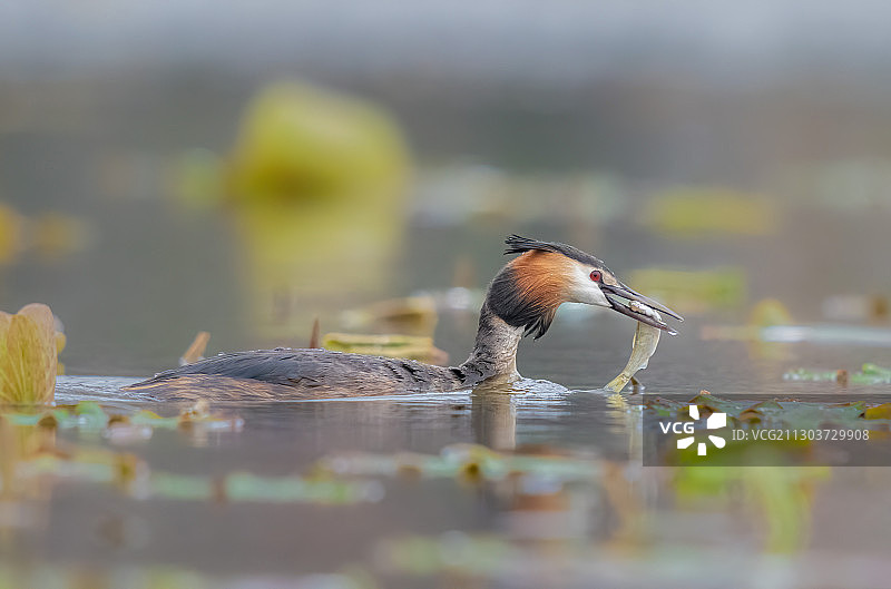 辛劳的凤头鸊鷉图片素材
