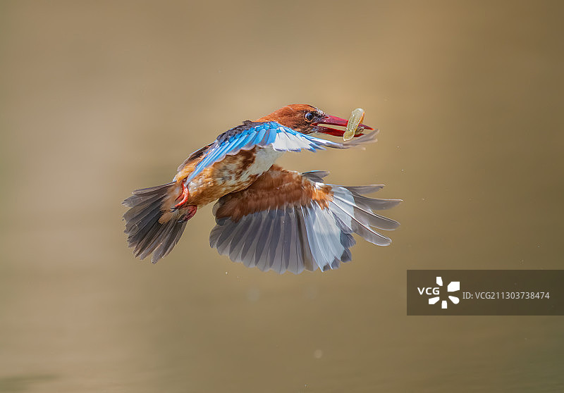 白胸翡翠抓泥鳅图片素材