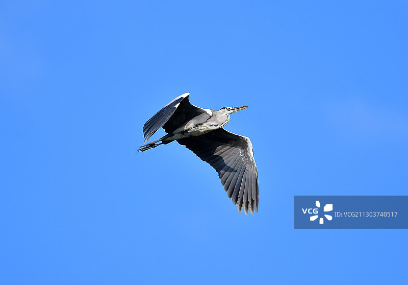 蓝天下展翅飞翔的苍鹭图片素材