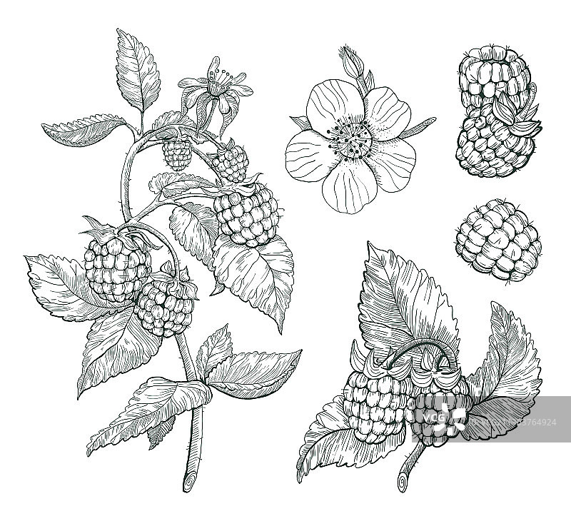 覆盆子素描浆果枝图片素材