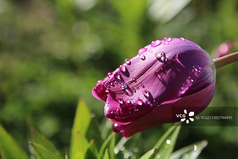 郁金香图片素材