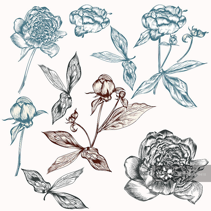 用于设计的手绘牡丹花图片素材